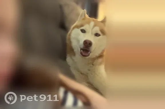 Lost dog, Dillard Road, 332, Enoree, Charlotte — friendly red husky - photo