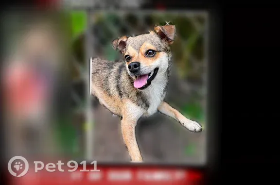Lost dog, Fillmore Street, 1156, Gary — small brown dog with a touch of black - photo