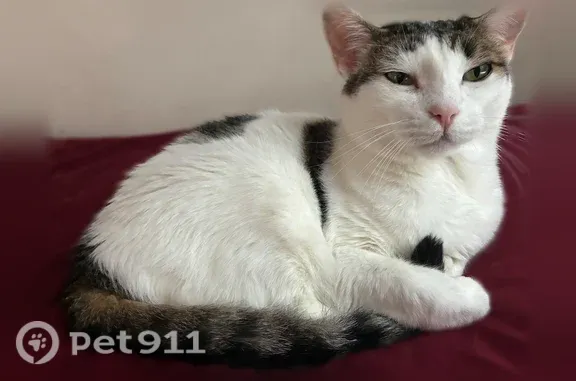 Lost cat, East 17th Street, 535, Brooklyn - female, microchipped - photo