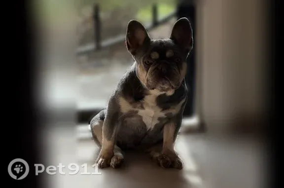 Lost dog, Michael Way, 28, Santa Clara — female, needs heart medication - photo