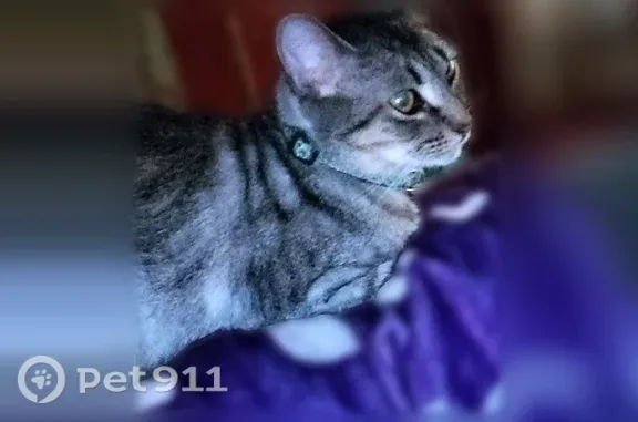 Lost cat, East Williams Street, Corunna — female, green collar - photo