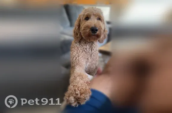 Lost dog, North 117th Avenue, 1350, Avondale, San Jose — male, super friendly - photo