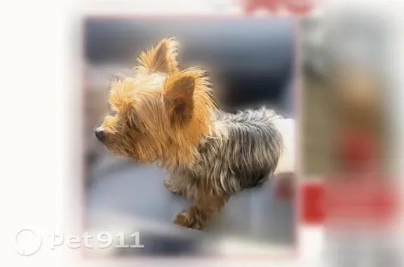 Lost dog, Garden City Drive, 4586, Stonecrest - male with a black collar and blue paw print pendant - photo