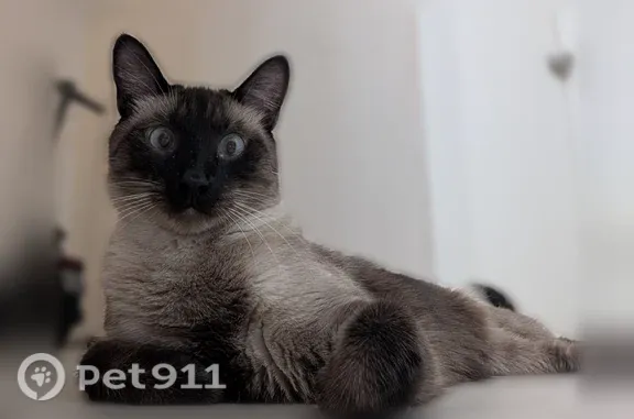 Lost cat, East 4th Street, 4141, Tucson - male, siamese coloring, dark brown triangle patch on chest - photo