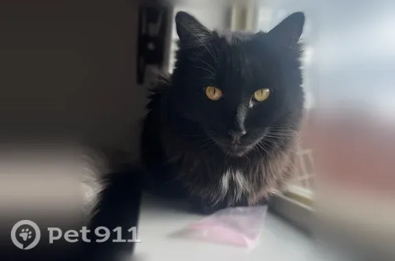 Missing cat Belgrade, photo: Lost cat, Paisley Drive, 1018, Belgrade - male, long-haired, black fur with white chest and belly, orange eyes