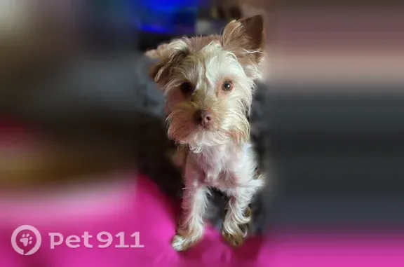 Lost dog, South 35th Street, Galesburg, Kalamazoo - female, friendly but skittish - photo