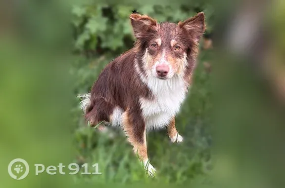 Missing dog Boise, photo: Lost dog, Rose Street North, 196, Twin Falls, Boise - female, brown and white miniature Aussie