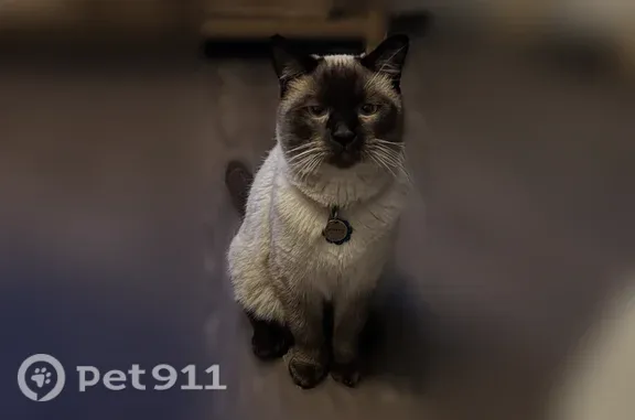 Lost cat, Ledgecrest Drive, 77, Worcester - male, blue eyes - photo
