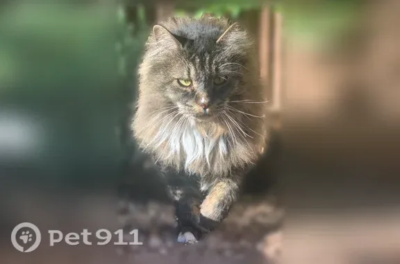 Lost cat, McCully Lane, 105, Jacksonville - 13-year-old long-haired grey and black Maine Coon - photo
