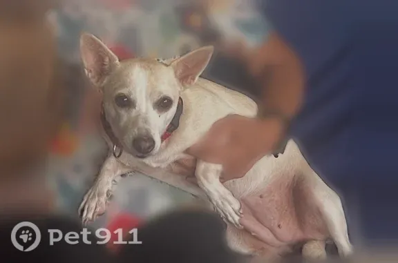 Lost dog, Kamaaha Avenue, 891, Kapolei - female, cream coat, very timid - photo