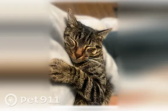 Lost cat, Walnut Hill Lane, 6130, Dallas — chipped male cat - photo