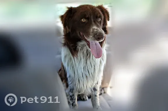 Lost dog, Left Fork Road, 2382, Lucasville - male Australian shepherd with an orange collar - photo