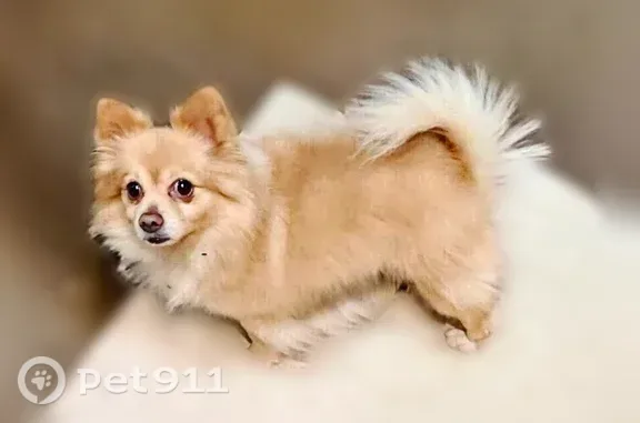 Missing dog Citrus Heights, photo: Lost dog, Citrus Heights, California - tan and white Pomeranian