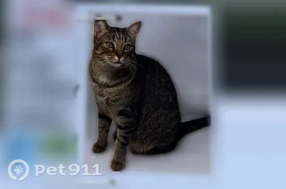 Lost cat, Trevinia Street, 7414, Columbus - older neutered tabby - photo