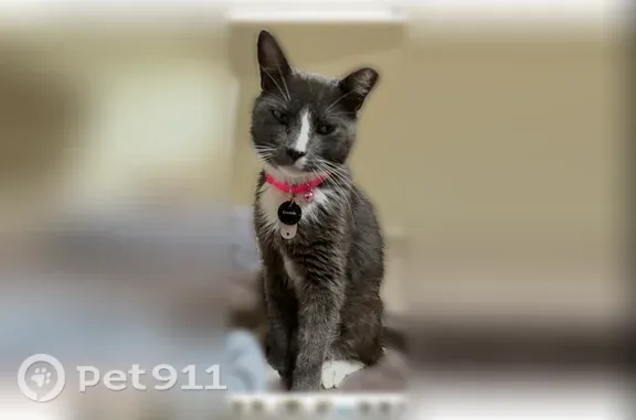 Lost cat, Cornelius, North Carolina, Monroe - female, gray and white tuxedo, clipped ear - photo