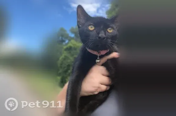 Found cat Perry, photo: Found cat, Ashley Drive, 117, Perry