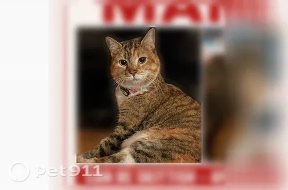 Lost cat, Friendship Road, Mickleton - female, with a bright pink collar and AirTag - photo