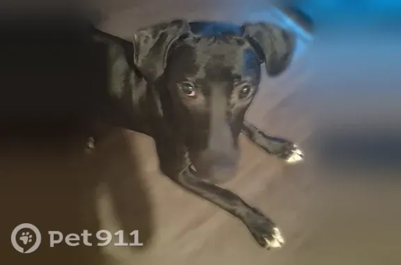 Lost dog, Northeast Couch Street, 18173, Portland - male, microchipped, orange harness with leash attached - photo