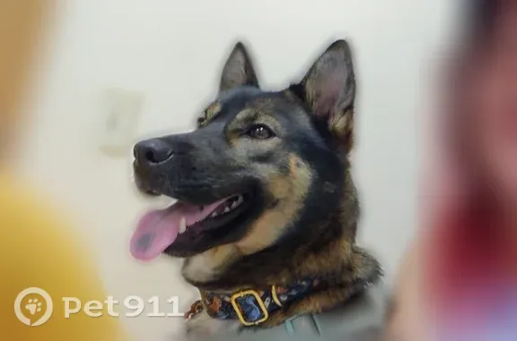 Lost dog, Cincinnati - small female with a light blue/teal harness - photo
