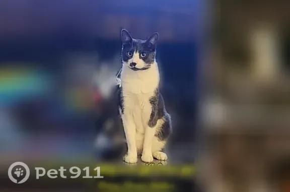 Lost cat, Road 2469, Cedar Hill, Albuquerque - gray and white, gray dot by the nose - photo
