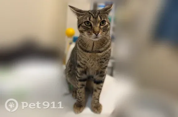 Lost cat, Old Country Road, 361, Hicksville - friendly, indoor cat - photo