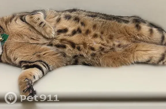 Missing cat Hewitt, photo: Lost cat, Karen Drive, 421, Hewitt - adult, quiet and shy