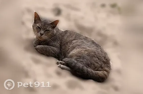 Lost cat, Holly Lane, 7457, East End - female, older tabby - photo