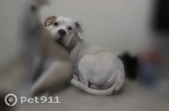 Missing dog Tulsa, photo: Lost dog, East Archer Street, 12321, Tulsa