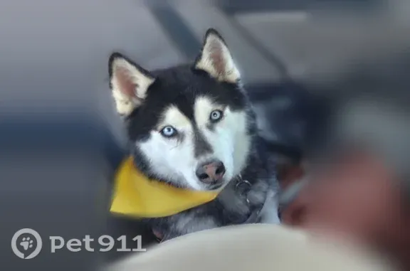 He is a husky wearing a red and gold collar & bright blue almost white eyes. He is friendly & enjoys runs