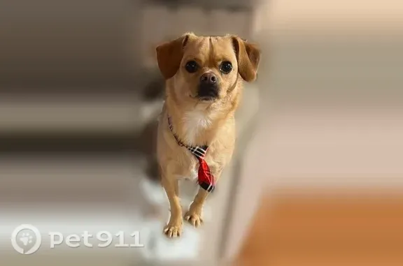Lost dog, Antioch Road Northwest, 737, Powder Springs - very sweet and friendly - photo