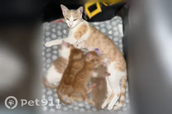 Lost cat, Stonelake Boulevard, 10011, Austin — female, thin, shaved belly - photo