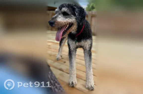 Goose is a large black doodle with tan legs. He has a red collar with a green rabies tag. He is freshly bathed and groomed. He is a little shy, but incredibly sweet natured. We miss him so so much and are worried sick.