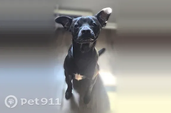 Lost dog, Audrey Avenue, 301, Baltimore - male, black mixed Chihuahua Pit bull - photo