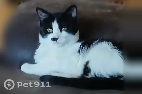 Lost cat, Bodily Street, 2383, Idaho Falls - female tuxedo cat with a half mustache - photo