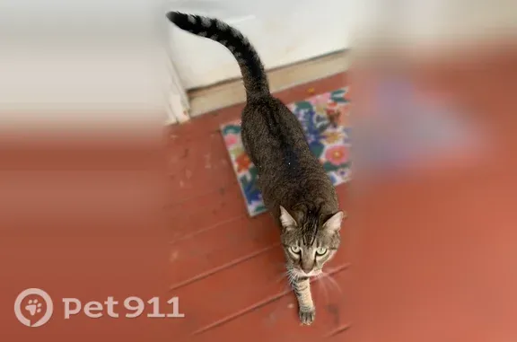 Lost cat, East Red Bud Road, 803, Knoxville — male, brown tabby - photo
