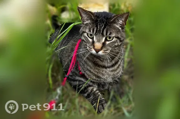 Missing cat Waterloo, photo: Lost cat, Fast Lane, 398, Waterloo - black and white tabby, shy