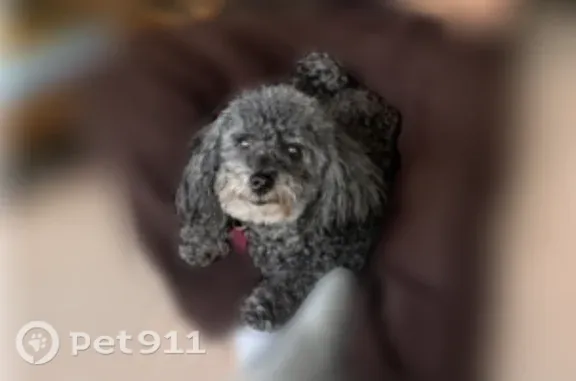 Missing dog Miami, photo: Lost dog, Biscayne Boulevard, 1700, Miami - mostly black, short curly hair, deaf
