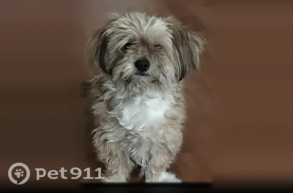 Lost dog, West Alexander Road, 6300, Las Vegas - microchipped male dog - photo