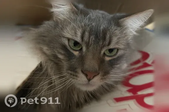 Lost male cat, Pepperridge Drive, 8555, Colorado Springs, Minneapolis - grey long-haired tabby, chipped, no collar - photo