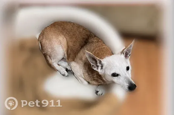 Lost dog, Pearl, Mississippi - male, brown body with white head/face - photo