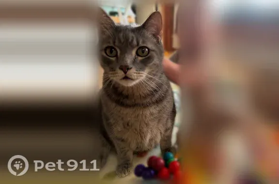 Missing cat Harbor Springs, photo: Lost cat, South State Street, 3842, Harbor Springs - grey tabby, male