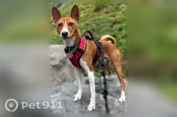 Lost dog male, Cambridge Avenue, 3196, Englewood Cliffs - tan/brown and white basenji - photo