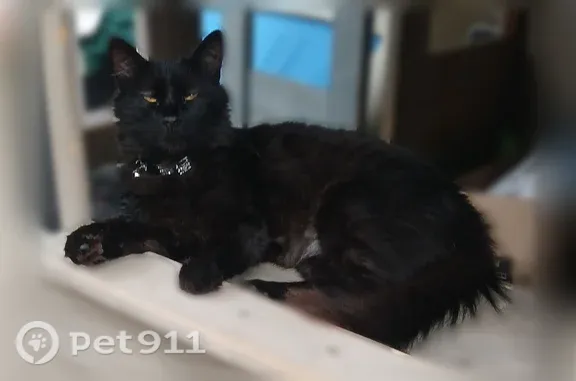 Lost cat, Mayfair Street, 5821, Taylor - black-brown coat, gray silver collar - photo