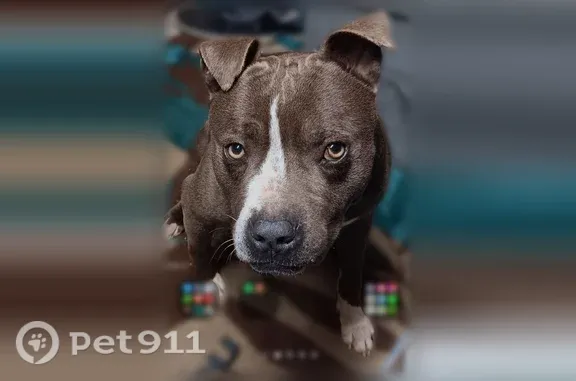 Lost dog, Rodney Road, 718, Calico Rock, Jordan - adult male blue nose pitbull with white markings - photo