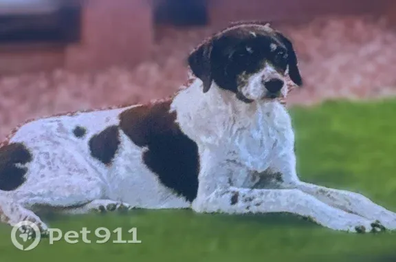 Lost pets Sun City, photo: Lost dog, West Brookside Drive, 10130, Sun City — deaf, almost blind