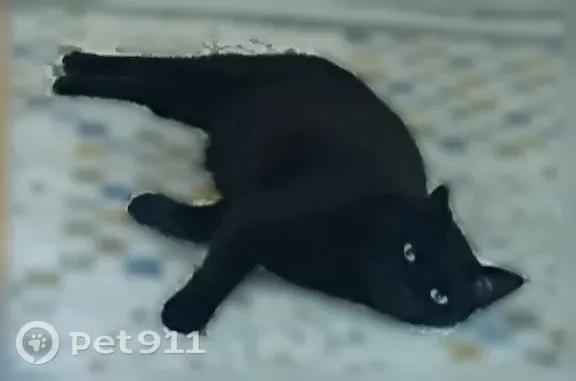 Lost cat, Beverly Road, 82, East Providence - completely black, shy - photo