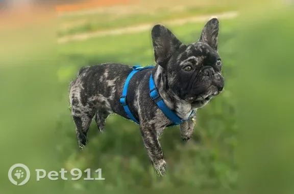 Lost dog, Green Court, 9410, Westminster — friendly black and spotted Frenchie - photo