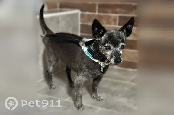 Lost dog, Davidson Avenue, 1813, Bakersfield - female, black with white markings - photo