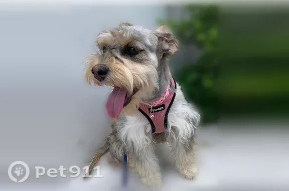 Lost dog, South 8th Street, 2965, Milwaukee - female - photo