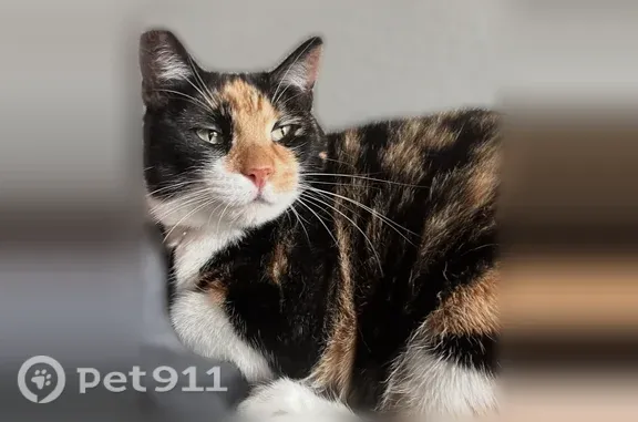 Lost cat, Tiger Eye Avenue, 705, Lowell - female, friendly, with collar and tags - photo